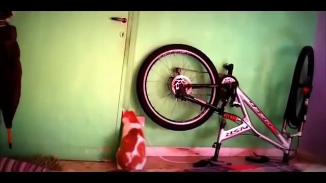 Самые умные коты Сообразительные кошки