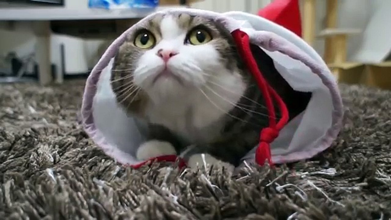 Самый смешной кот  Funniest Cat