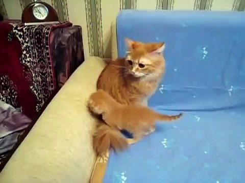 Самый страшный в мире тигр! The worst in the world of the tiger!