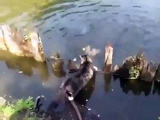 СМЕШНОЙ КОТ РЫБАК