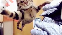 СМЕШНЫЕ КОТЫ  ПРИКОЛЫ С КОТАМИ  FUNNY CATS  Fun with cats