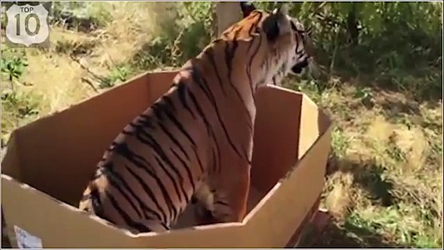 Тигр как кошка Забавныи тигр играет в коробке