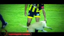 Un perro invadió el campo durante un juego del Deportivo Táchira en la Copa Libertadores