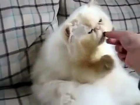 ТОЛСТЫЙ КОТ ЕСТ СИДЯ) Fat cat SITTING ECT)