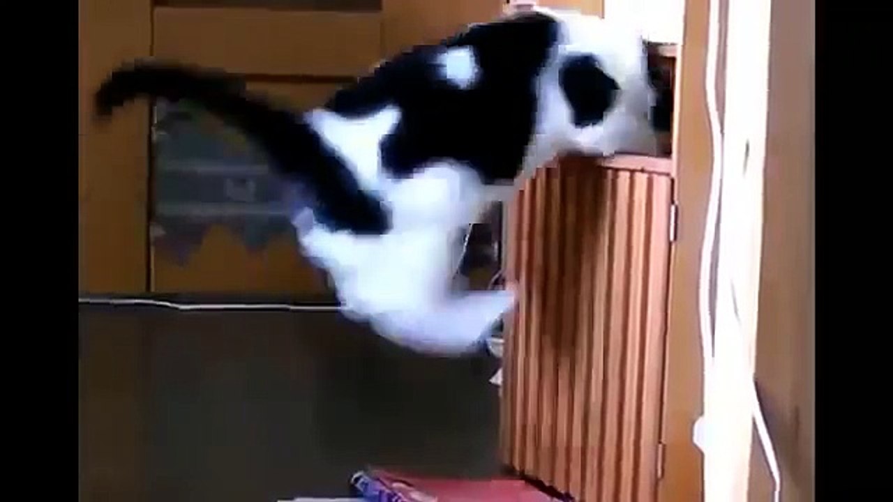 ТОЛСТЫЙ КОТ ЛЕЗЕТ В ШКАФ! ПОПАЛСЯ! ПРИКОЛ! Fat cat climbs into the closet! Gotcha! FUN!