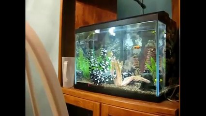 Что привлекает котов Funny cats