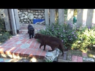 Funny 'Cat Stand-Off' Found in LA Garden