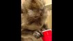 Cute Monkey Enjoys Milkshakes