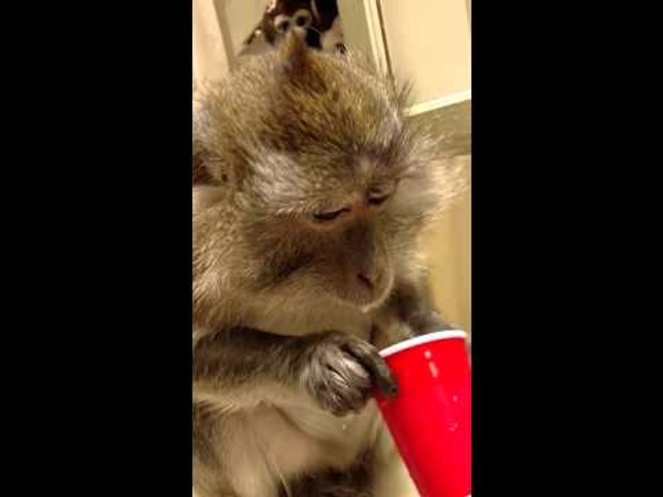 Cute Monkey Enjoys Milkshakes