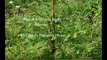 Do You Like Trees......   About a Proven Real Winner   The Dawn Redwood Tree