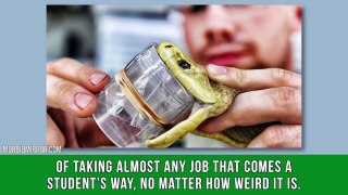 The Weirdest Jobs Students Actually Have
