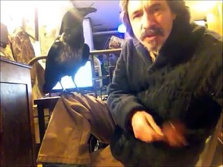 Pet Raven steals my stuff