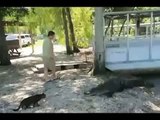 Funny video-Cat Attack Crocodile-Funny Clips-Funny Images-Funny-jokes-Best Funny Videos 20