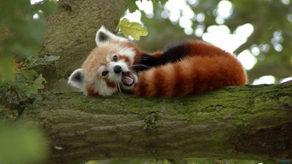 10 Most Endangered Wild Animal Species of India