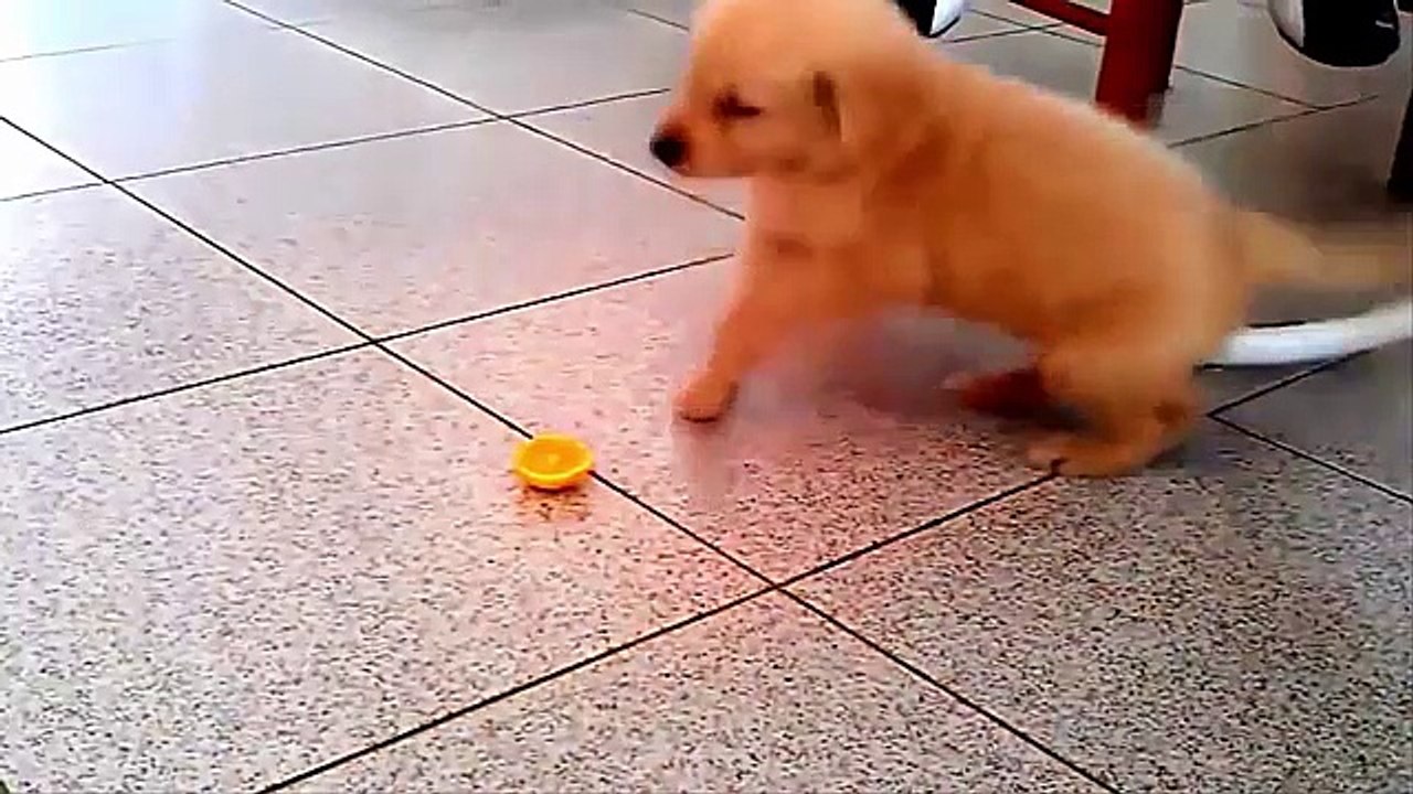 Dogs vs Lemon and Lime