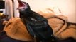 Pet Baby Ravens are loud ..Peter Caine Animal training