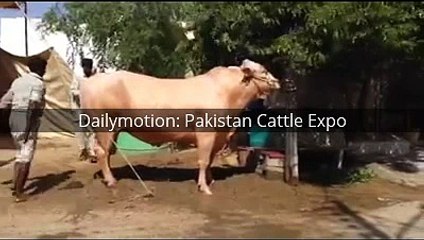 Biggest Qurbani Bull 2016-17 Beautiful Animals in the World