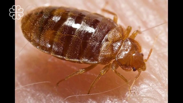 Voici les couleurs qu'aiment les punaises de lit !