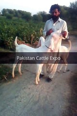 RajanPuri Goats - Bakra Eid in Pakistan