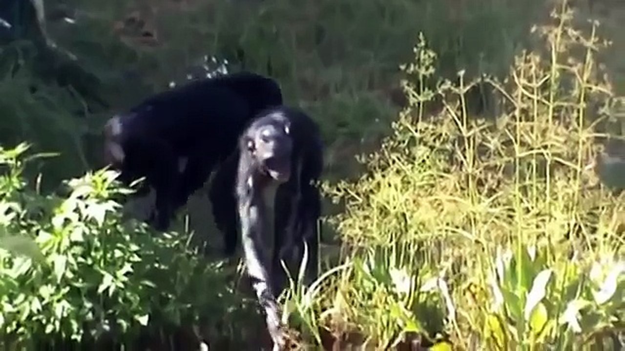 Funny Bonobo Ape Mating Breeding Animals - funny animals