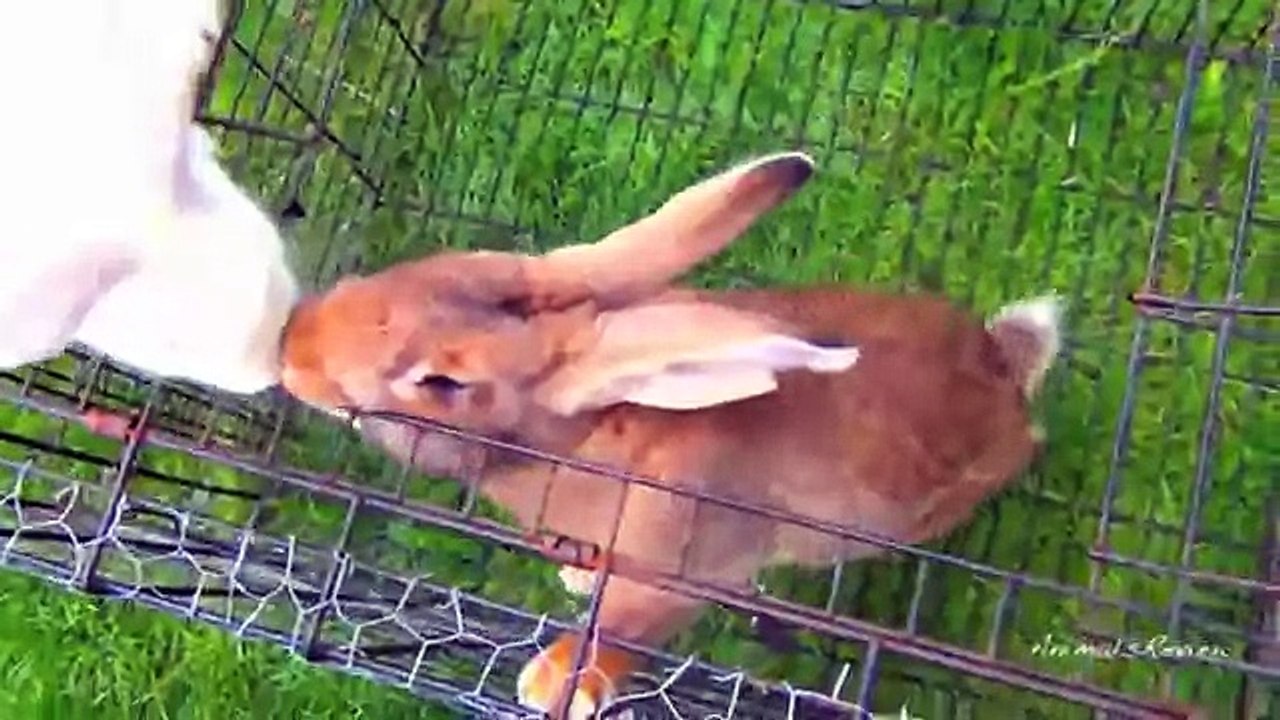 Bunny rabbits mating - funny fast animals mating close up