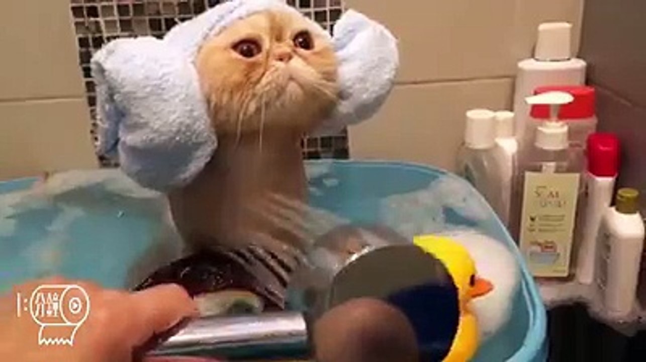 Pets Carring