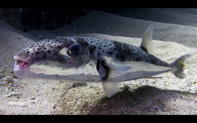 Bellissimo pesce palla ma è letale