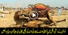 Pakistan beats India in Camel Wrestling Watch Video