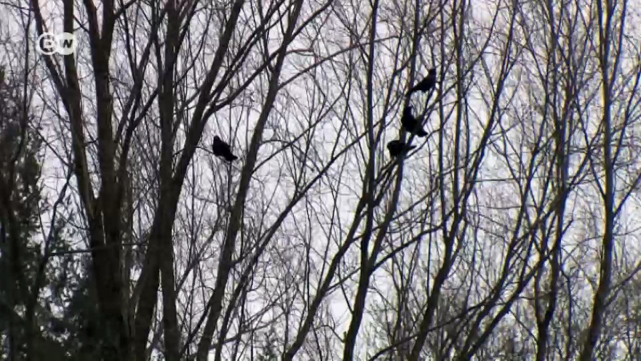 Schweizer eröffnen Jagd auf Rabenkrähen | Fokus Europa