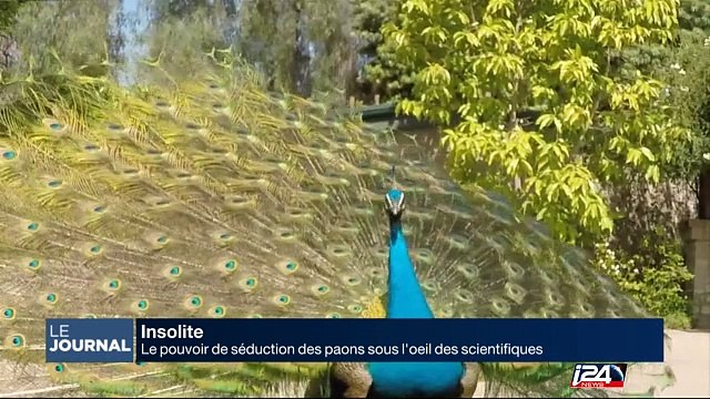 Le pouvoir de séduction des paons sous l'oeil des scientifiques
