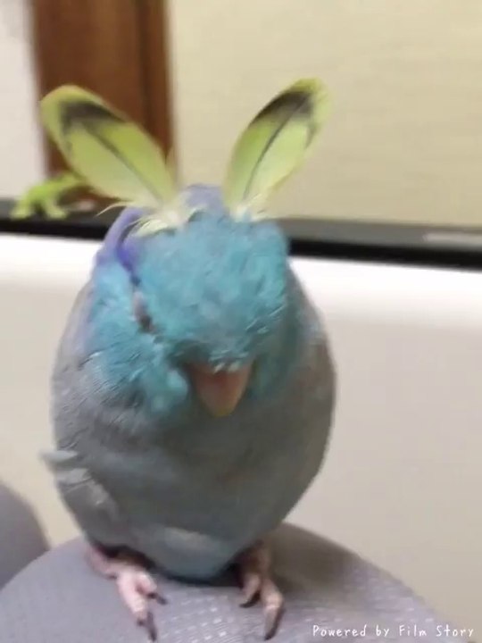 Nouvel animal : le lapin oiseau haha !