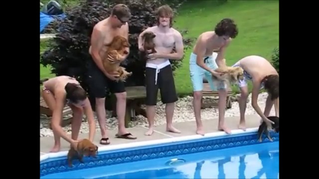 Course de teckels! Pas tous de bons nageurs...