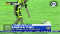 Ce chien s'invite sur le terrain pendant un match de football entre Tachiras et Pumas en Copa Libertadores