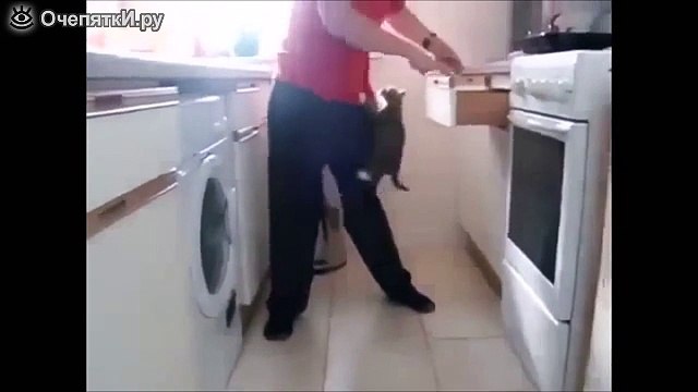 Смешные домашние кошки / Funny domestic cats