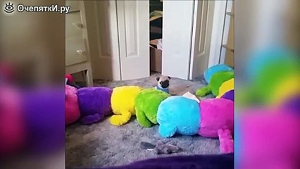 Весёлые животные в сборнике / Funny animals in the collection