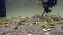 Corydoras and pleco(2014/11/29)