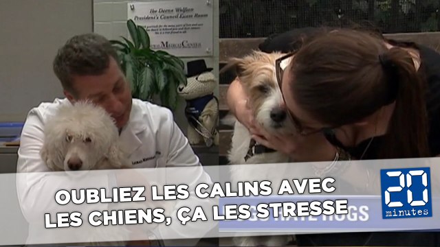 Oubliez les calins avec les chiens, ça les stresse
