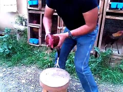 GALLOS FINOS DE VENTA (Traba Gallo Giro) (88)