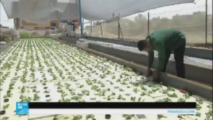 غزة: مزارعون يلجؤون للزراعة المائية لحل مشاكل القطاع الزراعي