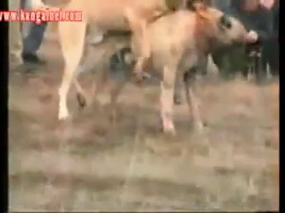 Efsane güdük & efsane baba corc