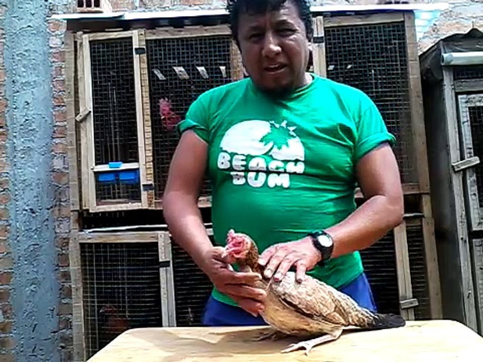 IMPORTANCIA GALLINA FINA ADN (Traba Gallo Giro)(141)