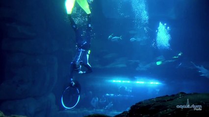 Naissance d'un bébé requin à l'Aquarium de Paris