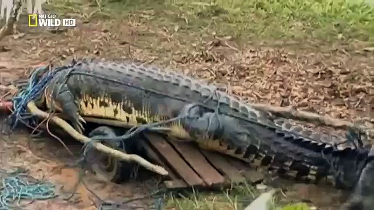 Monster Croc Hunt - Nature documentary 2016 89