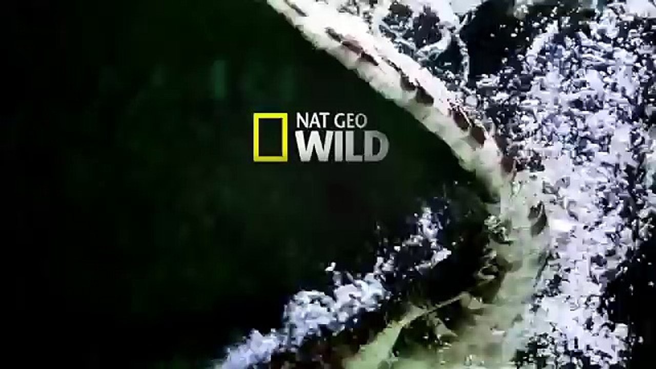 Monster Croc Hunt - Nature documentary 2016 94