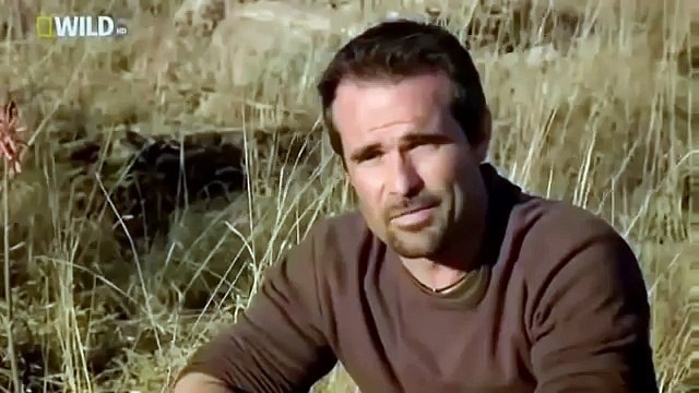 My Lion Family 20153