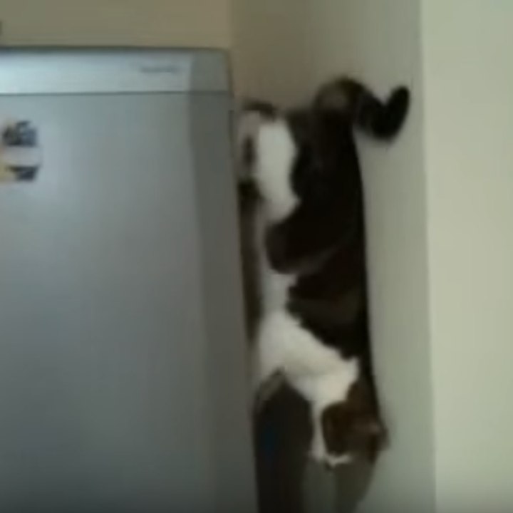 O gato acrobata