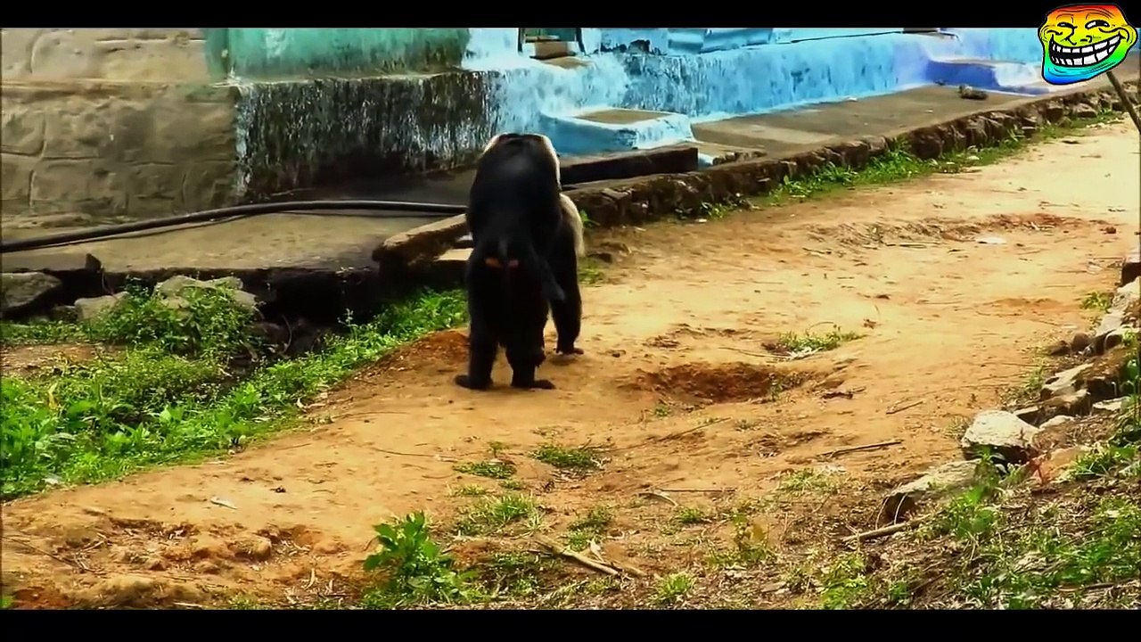 Funny Animals - Animals Mating - Monkey Mating