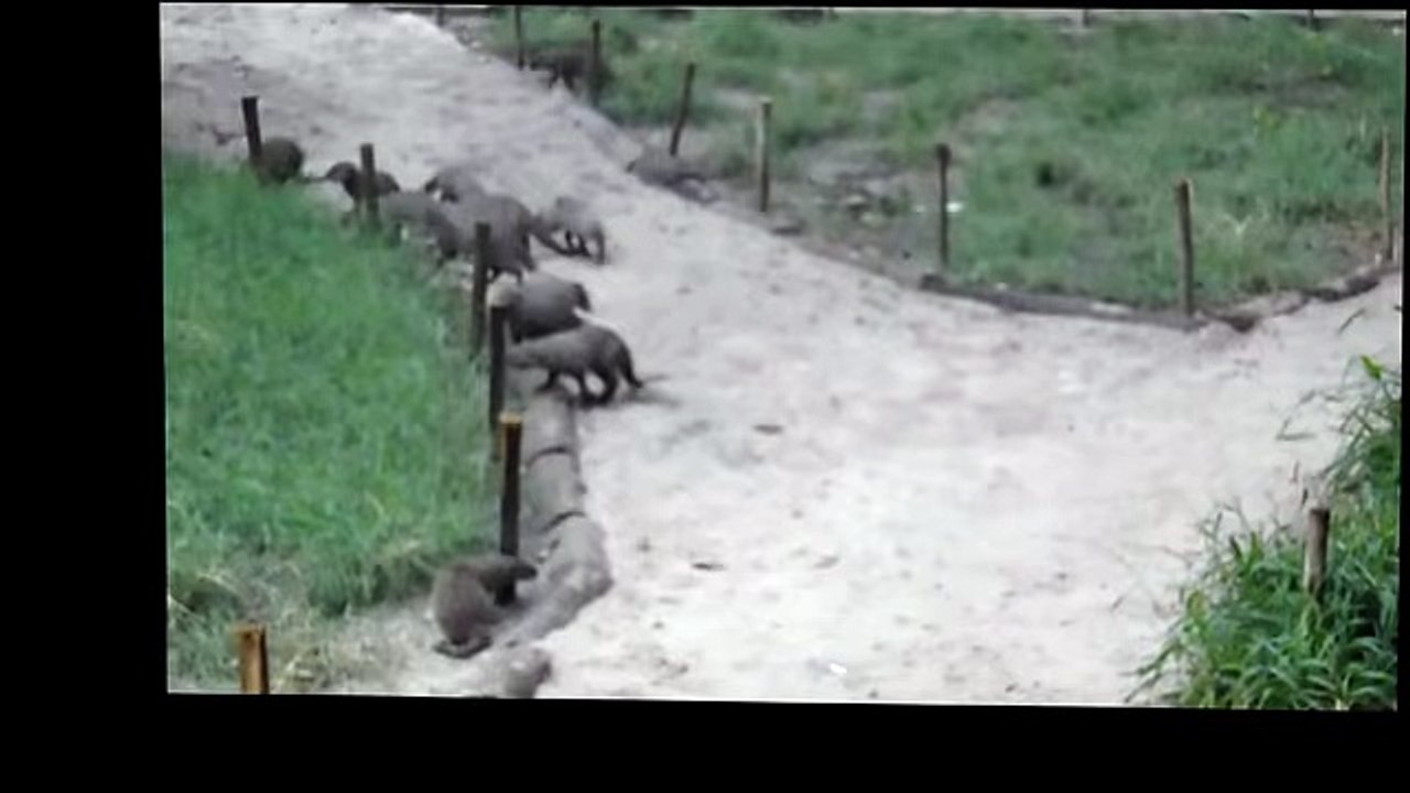 Hectic Attack On A Python By Mongoose Video