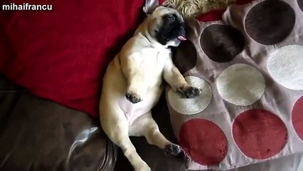 Cutest Puppies Dreaming Compilation 2016 [NEW]