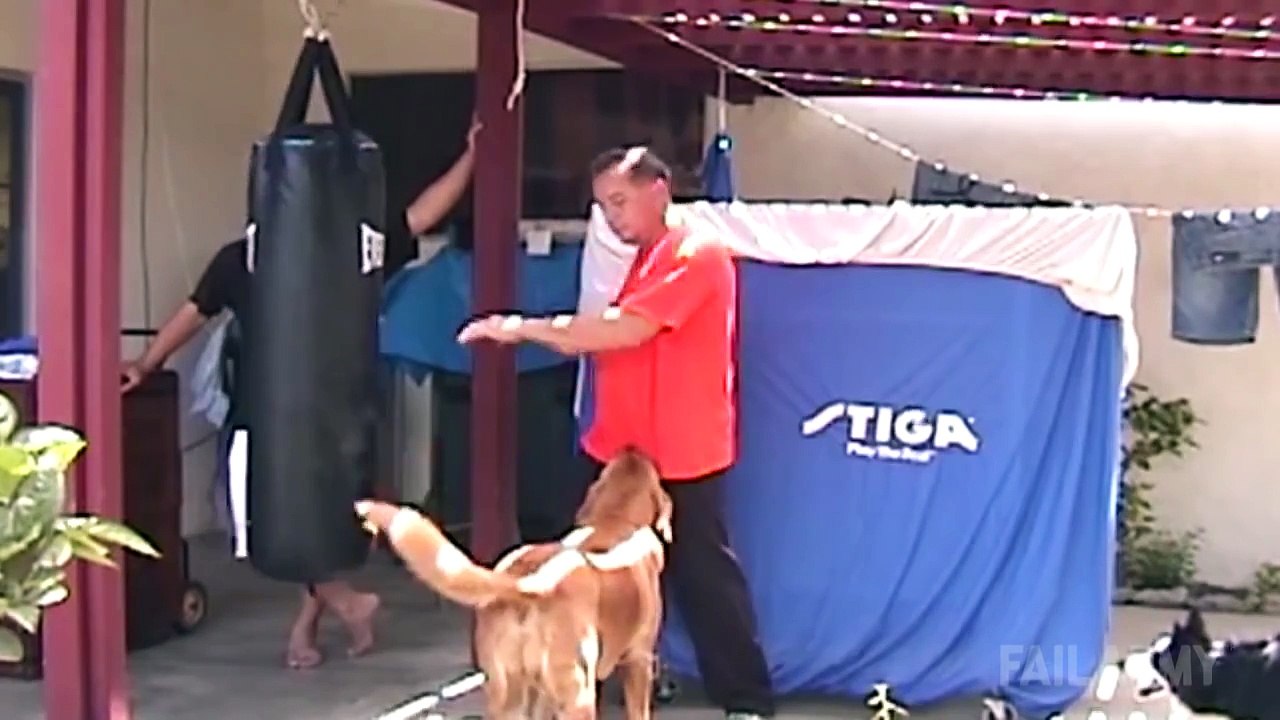 Ultimate Funny Dogs Compilation by FailArmy